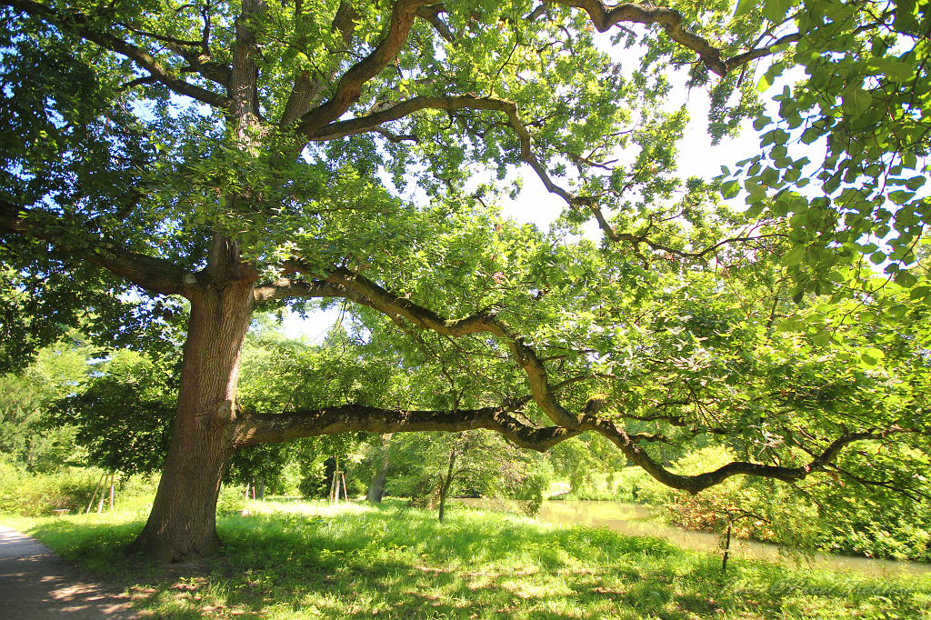 Zamecky park 09, Lednice.jpg